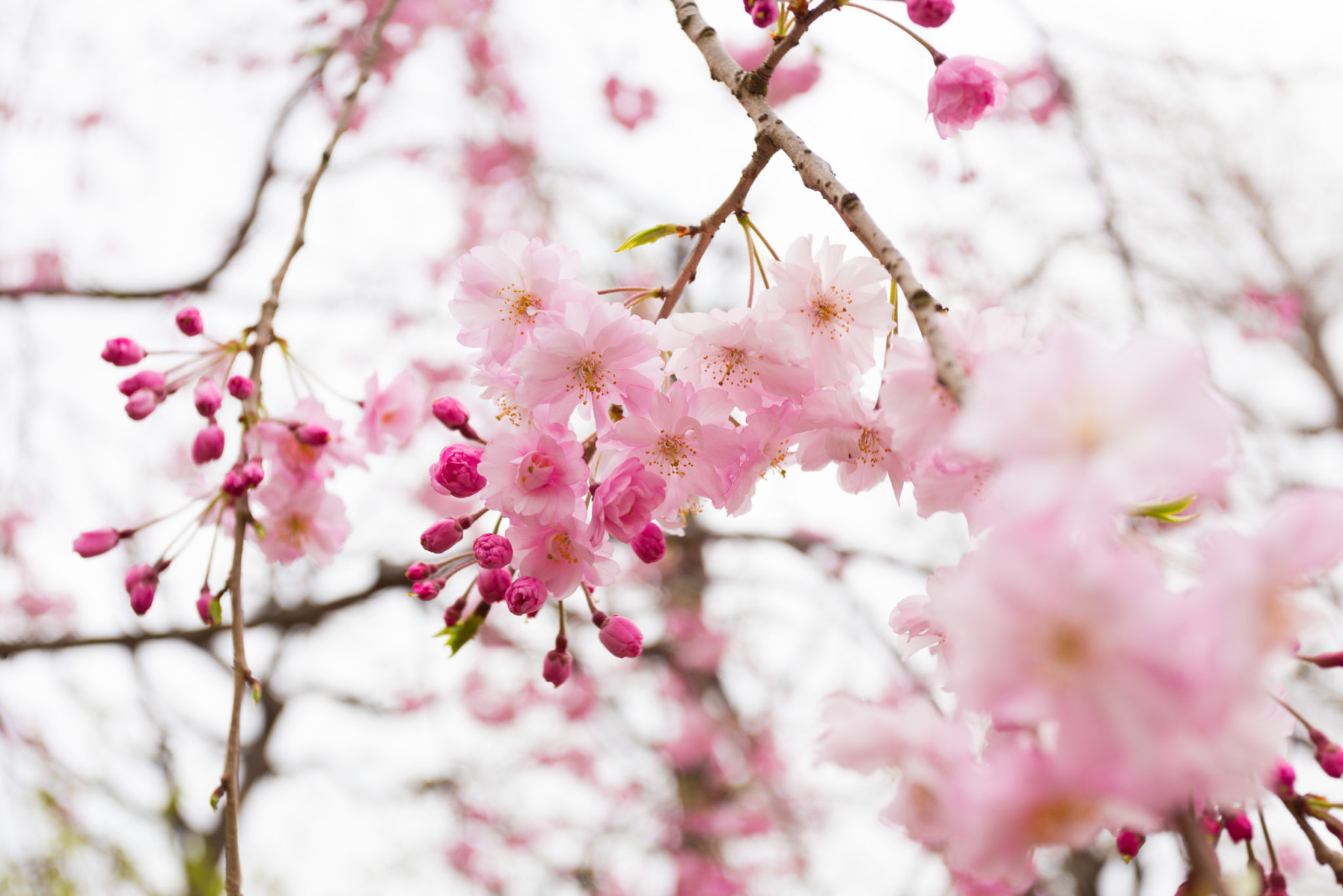 Japan Cherry Blossoms