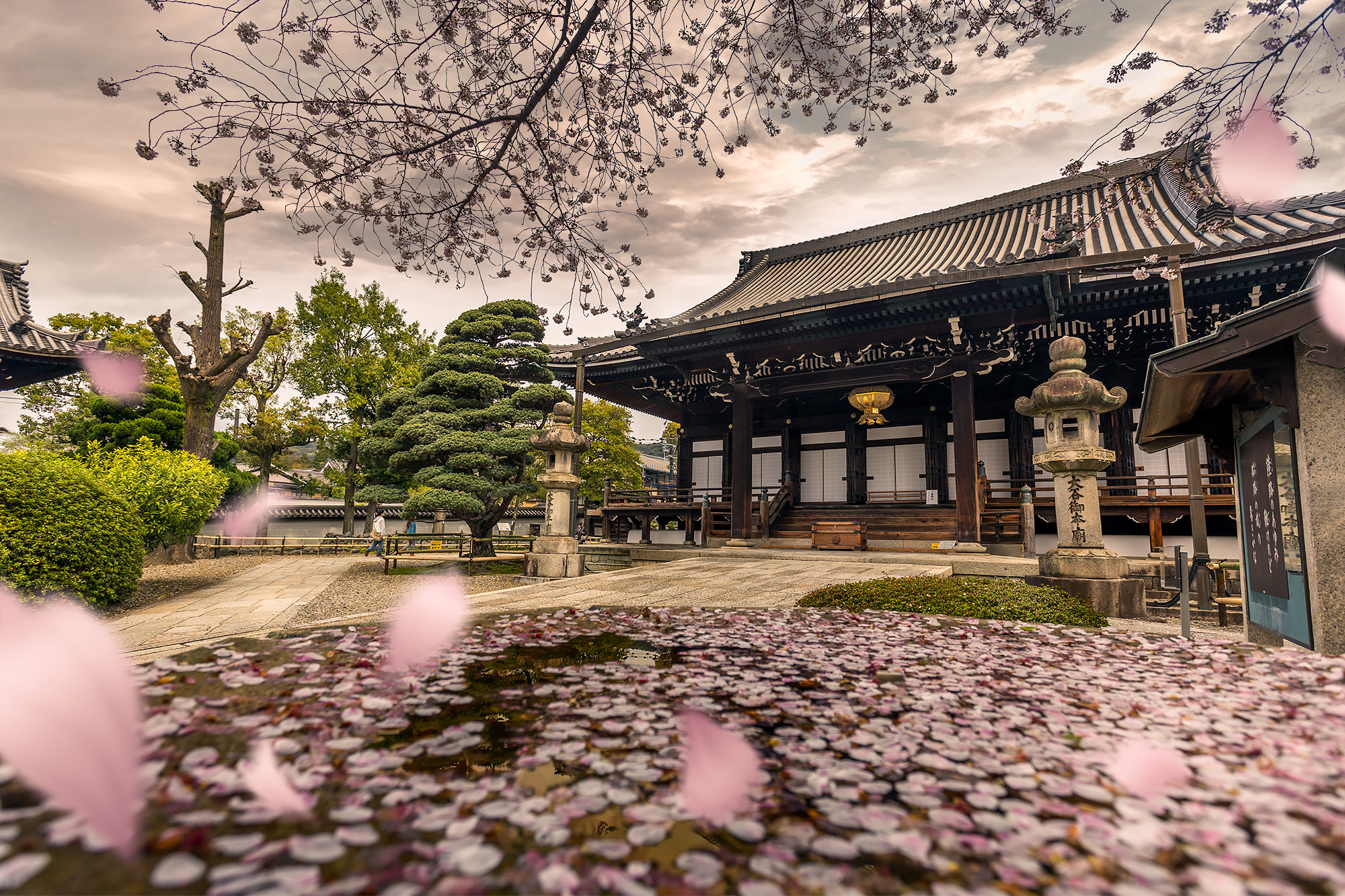 Temple in Kyoto surrounded by Sakura Flowers