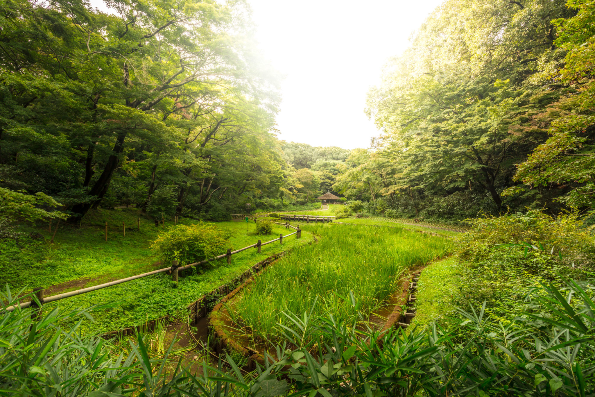 Yoyogi Park Photography