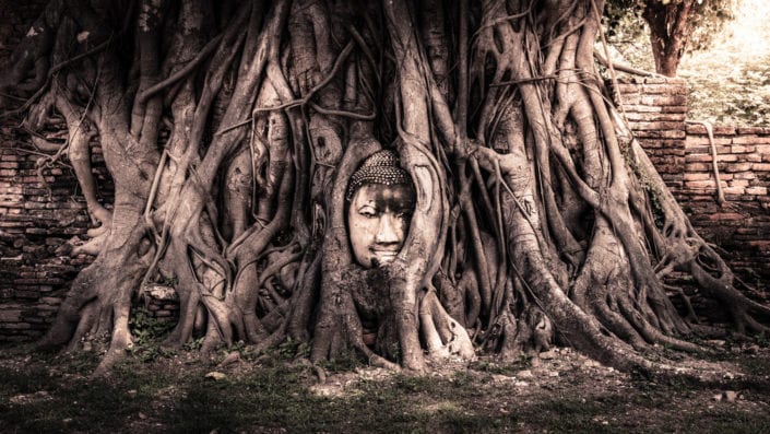 Ayutthaya Famous Buddha Tree
