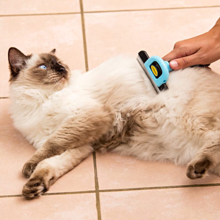 DakPets-Grooming-Cat