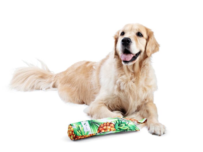 Golden Retriever laying down with dog toy