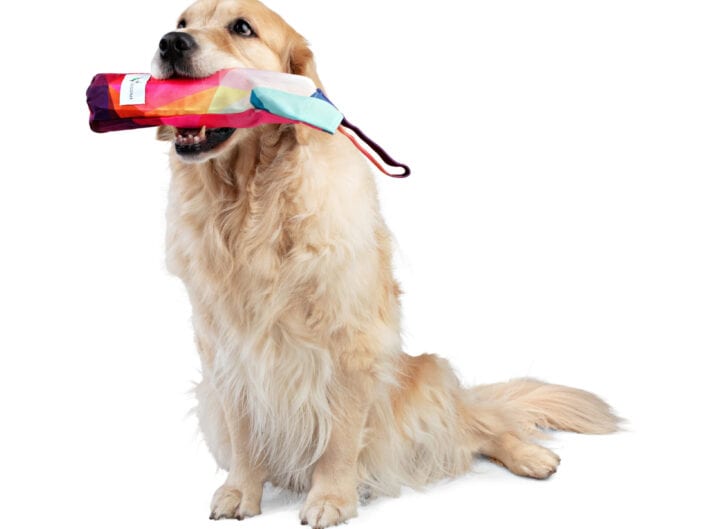 Golden Retriever with Dog Toy